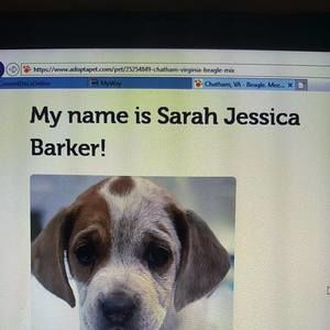 Meet your Posher, Jo ann